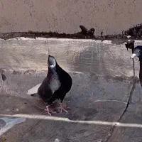 کفتر ،دم سفید|پرنده|فردوس (خراسان), |دیوار