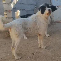 لاس ریشی گله ای