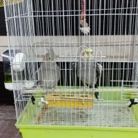 عروس هلندی سالم