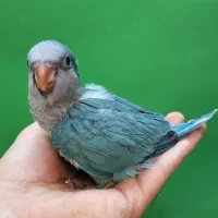 راهب سرلاکی آبی