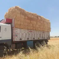 کارگر برای بار کردن کلش گندم