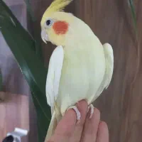 لوتینو ماده دستی