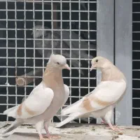 جوجه کفتر گرو پرش فوق سنگین