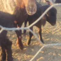 گوسفند بره دار