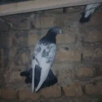 کبوتر زودار