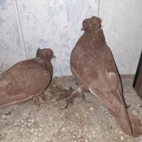 یه جفت رواعب مغلف یا راعبی کفتر بزرگ