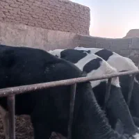 فروش گوساله های هلشتایین|حیوانات مزرعه|ساوه, |دیوار