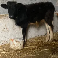 گوساله نر ورزاکوله جنس