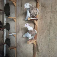 پلاکی دورگ خوشرنگ شیرازی طوقی|پرنده|ابریشم, |دیوار