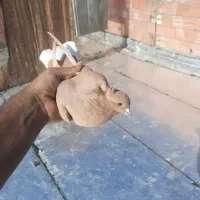 زرد دمسفید|پرنده|کرمان, |دیوار