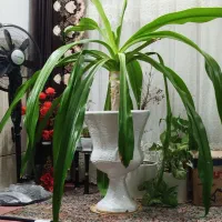 گل سوسن با گلدان