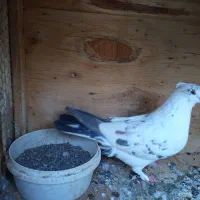 کفتر پرشی|پرنده|قم, یزدان‌شهر|دیوار