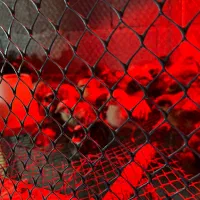 جوجه مرغ و خروس|حیوانات مزرعه|رحیمآباد, |دیوار