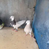 دوعدد طوقی دوعدد  دم سفید