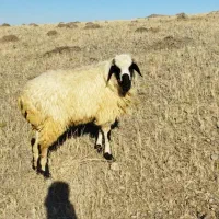 توغلی دامازدیغ|حیوانات مزرعه|ارشق, |دیوار