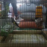 سره نر بروجرد ۴گل