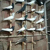 دسته رنگی دم سفید سینه.