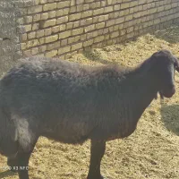 میش افشار قزل افشار|حیوانات مزرعه|اردکان, |دیوار