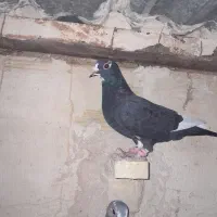 سه عدد پلنگ ماده خوشکل در۳ رنگ