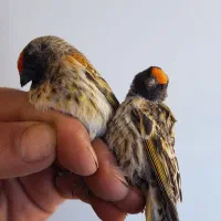 سهره و گلبسر درجه یک