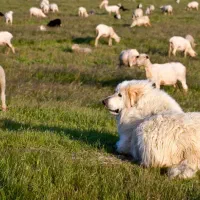 سگ گله|سگ|بندرعباس, |دیوار