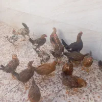 نیمچه مرغ وخروس