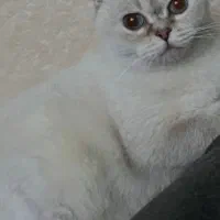 گربه بریتشین