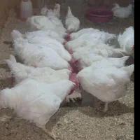 مرغ مادر ۶ـ۷کیلویی تمام ارگانیت