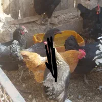 مرغ طاقچه خروس گلین تخم گذار زیر مرغی|حیوانات مزرعه|رضویه, |دیوار