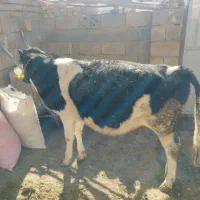 گوساله هلشتایین ماده|حیوانات مزرعه|سنندج, |دیوار