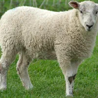 انواع گوسفند زنده درجه یک