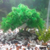 اکفاریم ماهی ها با 20عدد ماهی کپی. مولی .زبره|ماهی|ارومیه, |دیوار