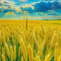 منزل و زمین مسکونی فروشی