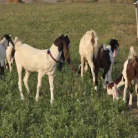 بز و کهره پاکستانی اصل اصل|حیوانات مزرعه|بندرعباس, |دیوار