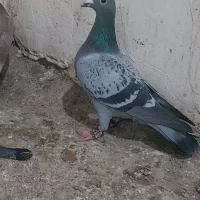 کبوتر پلاکی