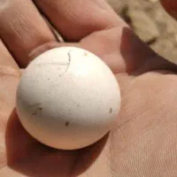 سنگ آسیاب اصلی