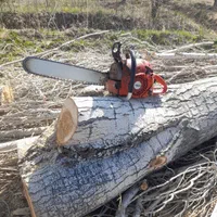 برش چوب درخت وخرید چوب درمحل