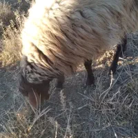 گوسفند نر|حیوانات مزرعه|همدان, |دیوار