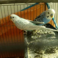 دوتا مرغ عشق نر