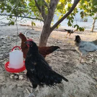 مرغ|حیوانات مزرعه|شمیل, |دیوار