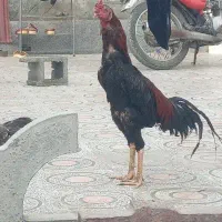 خروس و مرغ