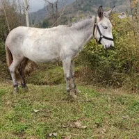 قاطر|حیوانات مزرعه|لیسار, |دیوار