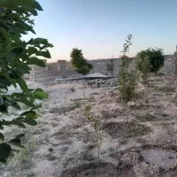 زمین ۵۰۰ متری دهشک|فروش زمین و ملک کلنگی|مشهد, دهشک|دیوار