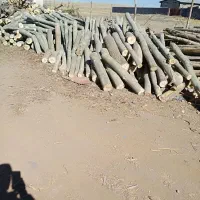 خریدو فروش چوب انواع درختان
