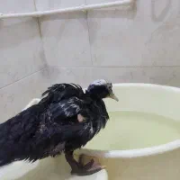 یک عددجوجه اردک مسکویی|حیوانات مزرعه|کرج, کوی امامیه|دیوار