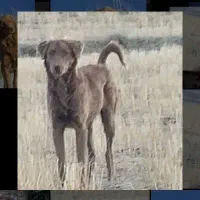 سگ دورگه|سگ|اسدآباد, |دیوار