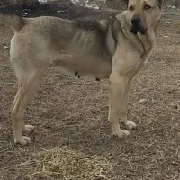 واگذاری توله سرابی|سگ|حویق, |دیوار