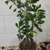 تعدادی گل طبیعی