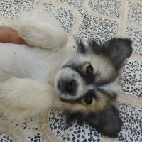 سگ پامر خرسی