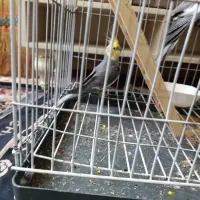 پرنده عروس هلندی|پرنده|شیراز, شهرک کوشکک|دیوار